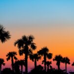 Palm trees sunset | OBHG